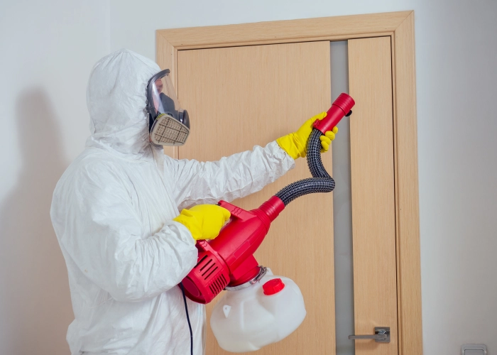 Destruction nid punaise de lit Schlieren – Détection et traitement 8952 Zurich